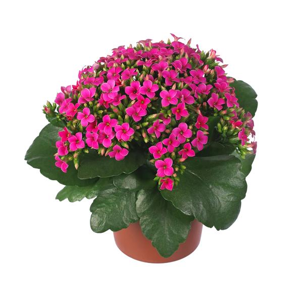 Kalanchoe Raja - Brad's Bedding Plants, Inc.