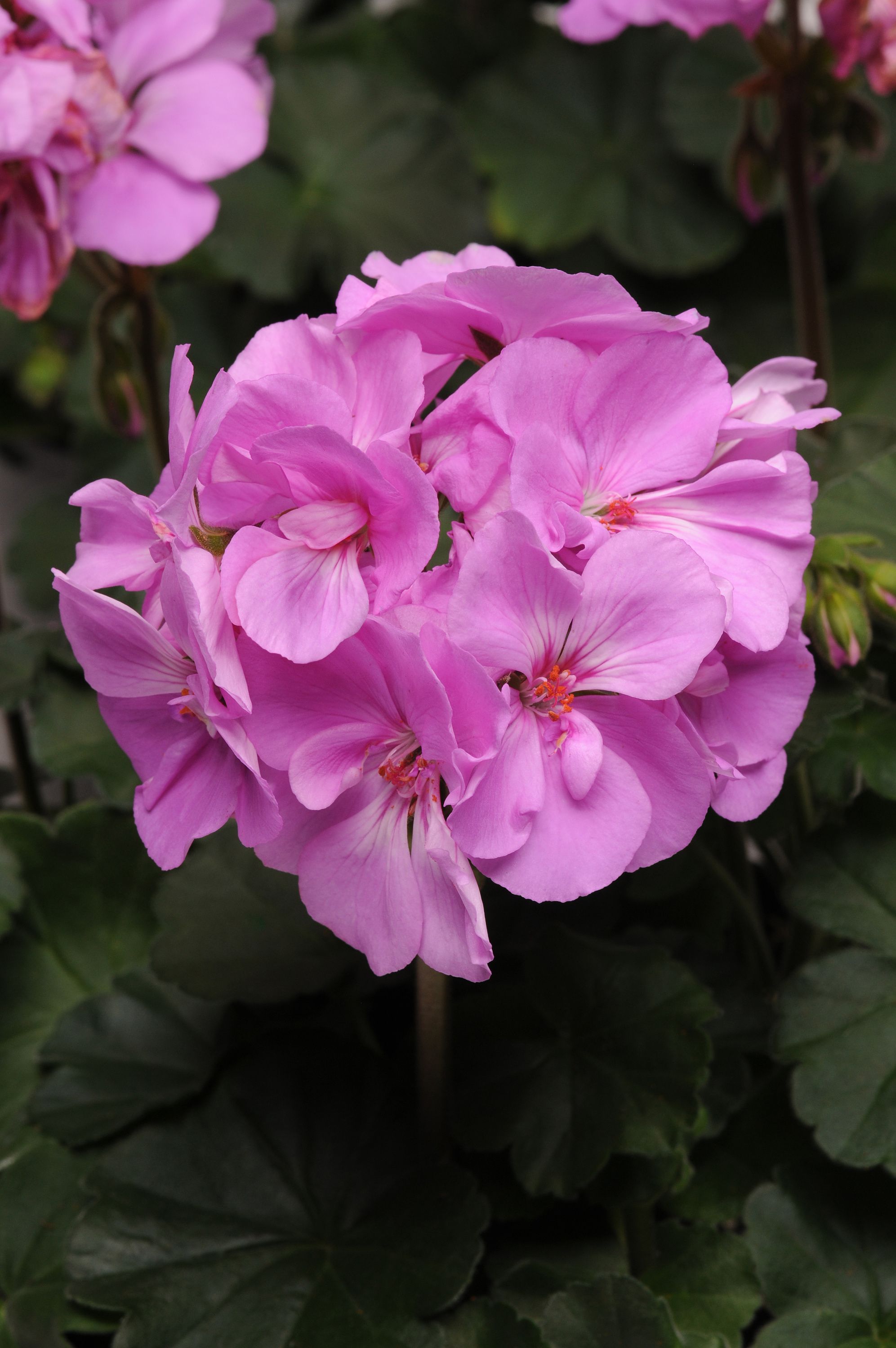 geranium-moonlight-lavender-brad-s-bedding-plants-inc