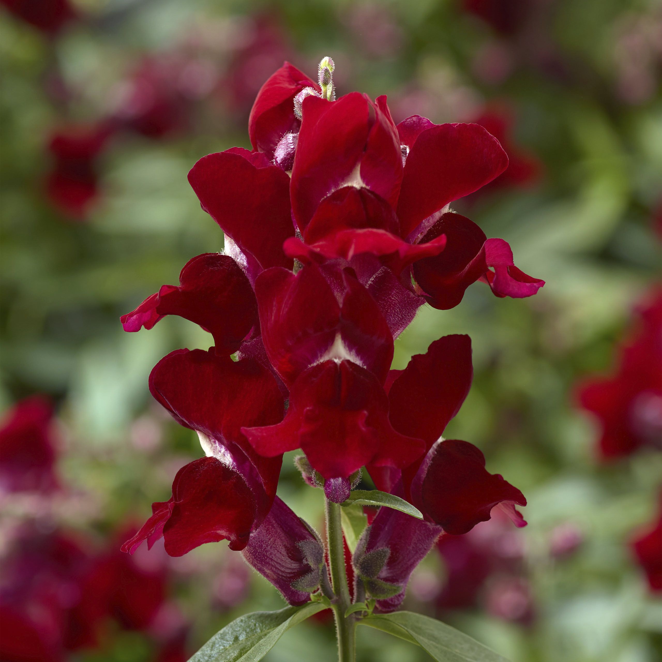 Snapdragon Snaptini Red - Brads Bedding Plants, Inc.