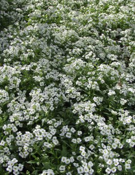 Alyssum Clear Crystal White