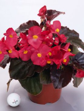 Begonia BIG Series Red Bronze Leaf