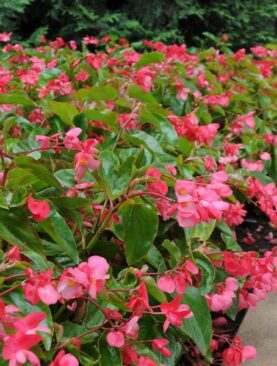 Begonia Dragonwing Pink