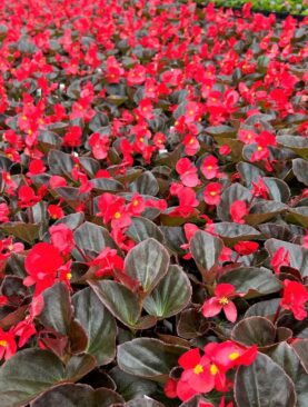 Begonia BIG Series Red Bronze Leaf