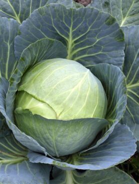 Cabbage Stonehead