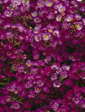 Alyssum Clear Crystal Purple Shades