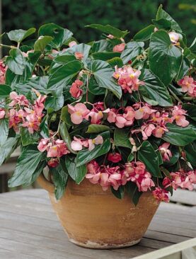 Begonia Dragonwing Pink