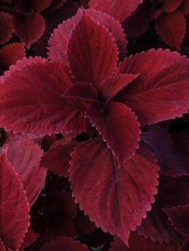 Coleus Red Head