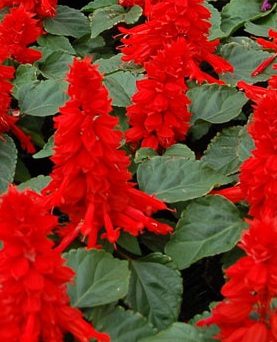 Reddy Series Red Salvia