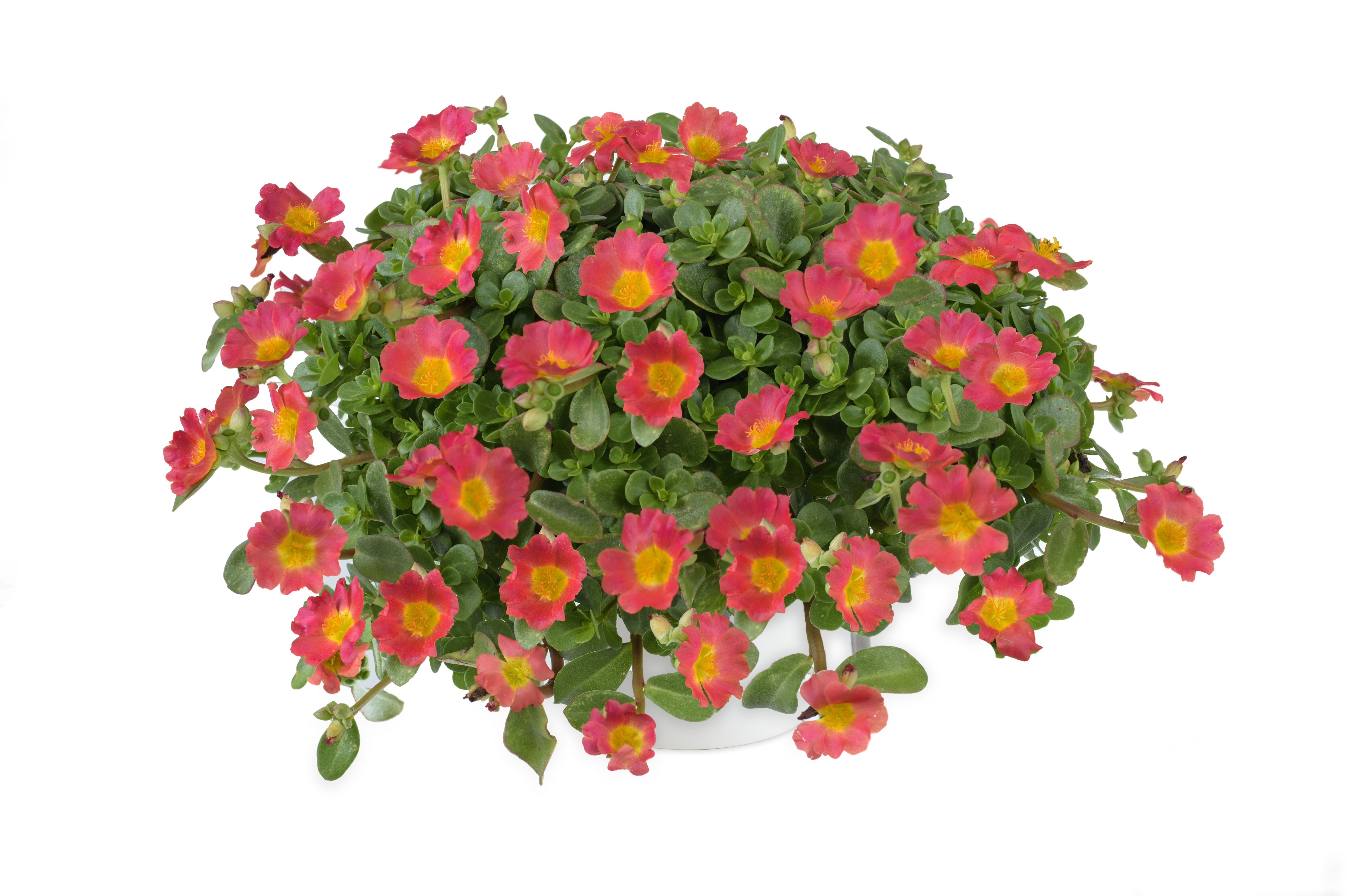 Purslane Pazzaz Nano Series Hot Pink - Brad's Bedding Plants, Inc.