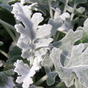 Dusty Miller