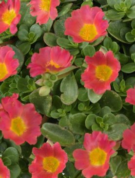 Brad's Bedding Plants, Inc.