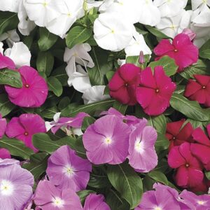 Vinca (Catharanthus roseus)