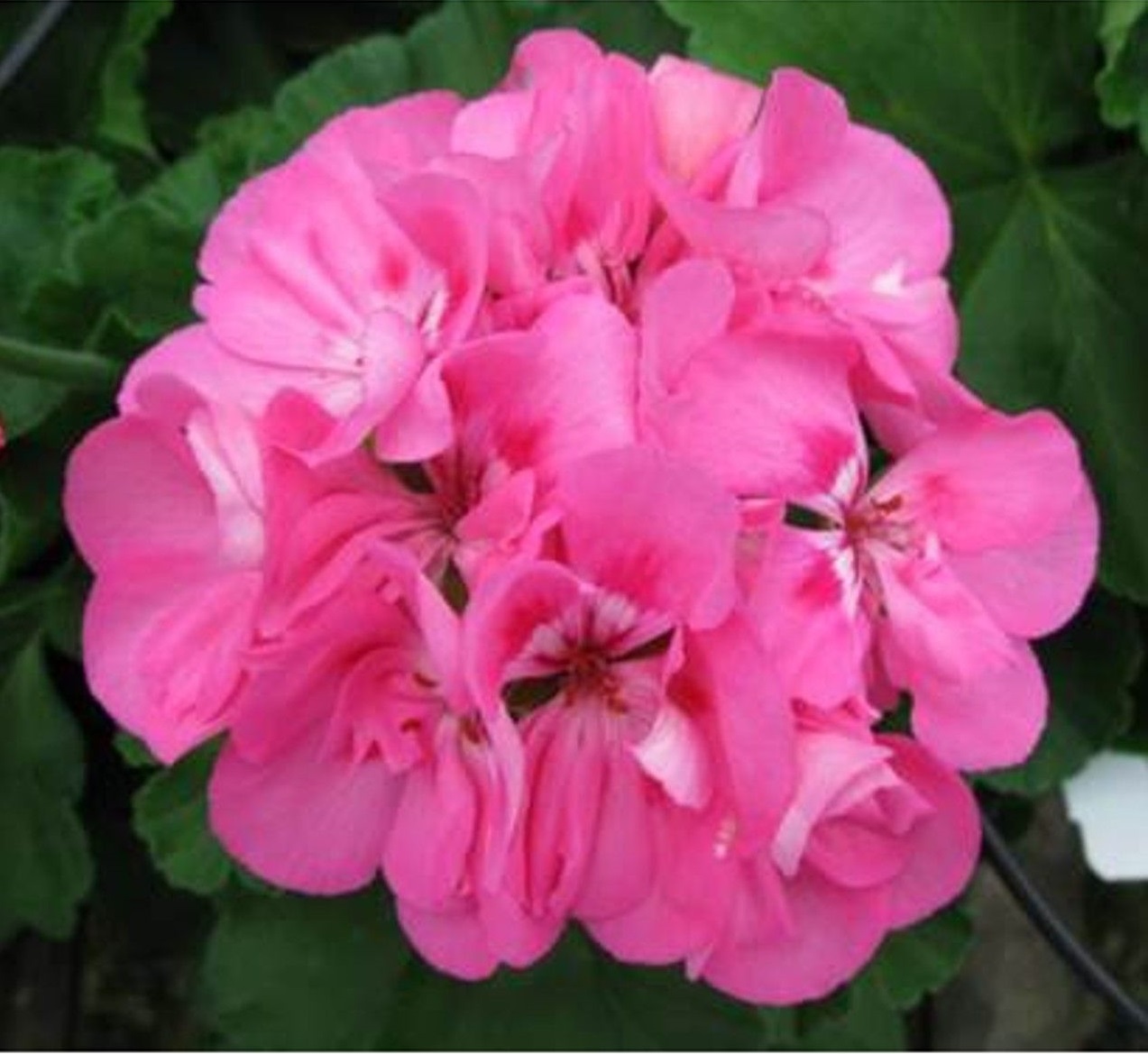 Geraniums Patriot Tickled Pink - Brads Bedding Plants, Inc.