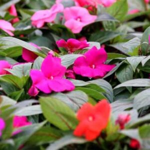 Impatiens, New Guinea