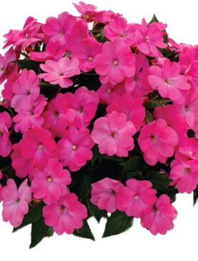 Sunpatiens Hot Pink