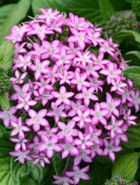 Penta Glitterati Purple Star