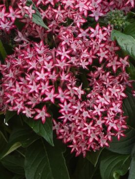 Penta Glitterati Red Star