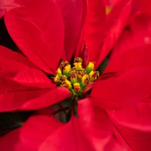 Poinsettias