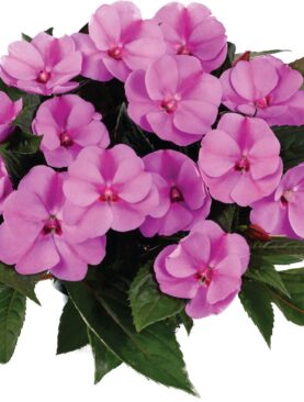 Sunpatiens Lavender Splash