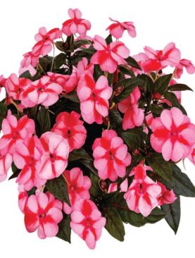 Sunpatiens Red Candy