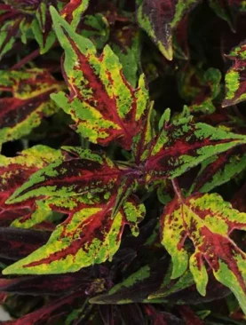 Coleus Flamethrower Chili Pepper