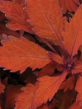 Coleus Flamethrower Habanero