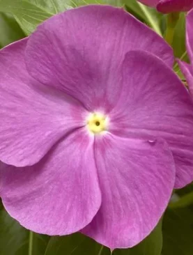 Vinca Cora XDR Series Orchid