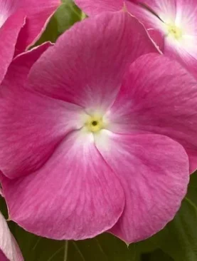 Vinca Cora XDR Series Pink Halo