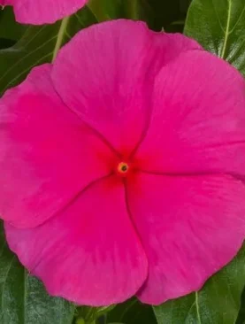 Vinca Cora XDR Series Rose Punch