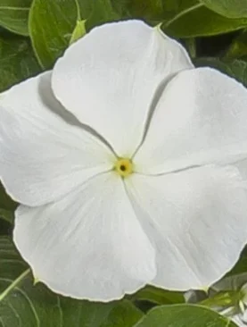 Vinca Cora XDR Series White