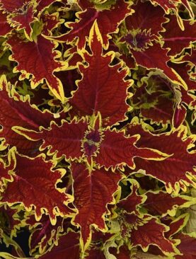 Coleus Copperhead