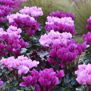 Cyclamen
